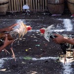 Tajen - Balinese Cockfighting