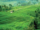 The Balinese goddess of rice and prosperity 