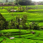jatiluwih bali