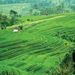 The Balinese goddess of rice and prosperity