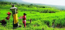 balinese goddess of rice and prosperity