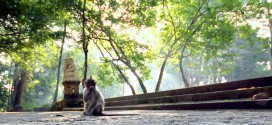 monkey forest ubud