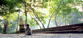 monkey forest ubud