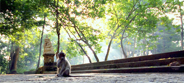 monkey forest ubud