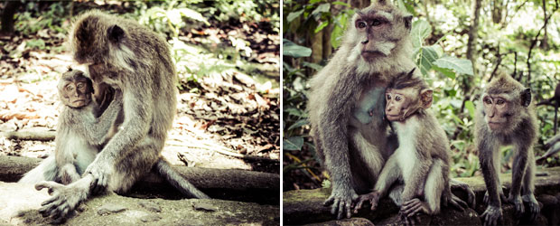 monkey forest ubud 