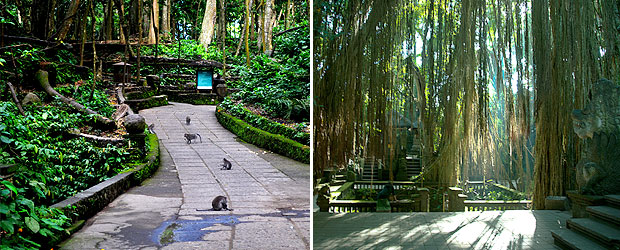 monkey forest ubud